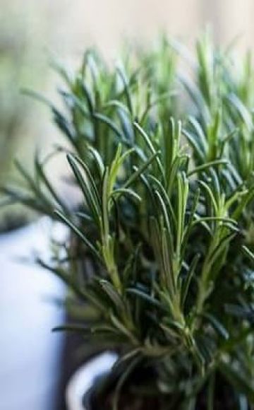 Πώς να μεγαλώσετε και να φροντίσετε το δεντρολίβανο στο σπίτι από το σπόρο
