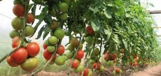 زراعة وتنمية ورعاية الطماطم في دفيئة في المنزل