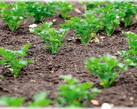 Hvornår er det bedre at plante persille i åben jord, så det spirer hurtigt, i efteråret eller foråret