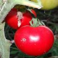 Đặc điểm và mô tả giống cà chua Snowdrop, năng suất của nó