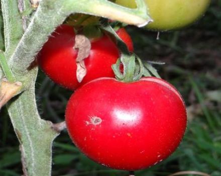 Kardelen domates çeşidinin özellikleri ve tanımı, verimi