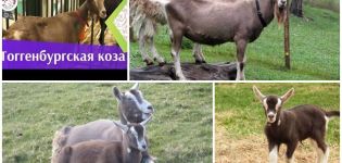 Beskrivelse og egenskaper ved Toggenburg geiter, regler for å holde