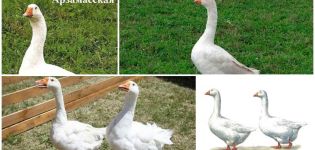 Περιγραφή και χαρακτηριστικά των χήνων της φυλής Arzamas, της αναπαραγωγής και της φροντίδας τους