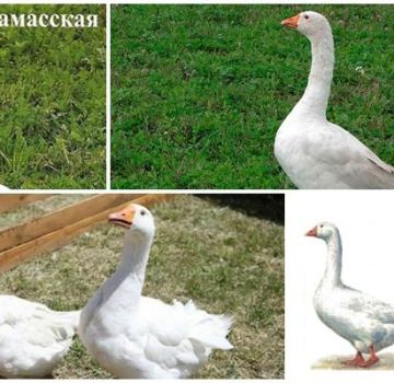 Descrição e características dos gansos da raça Arzamas, sua criação e cuidados