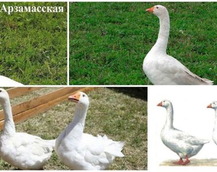 Описание и характеристики на гъски от породата Арзамас, тяхното развъждане и грижи
