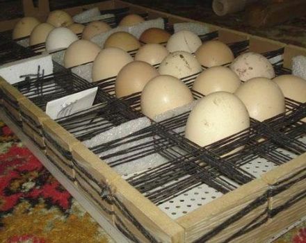جهاز حاضنات منزلية مع تقليب البيض اوتوماتيكيا وكيفية عمل ذلك بنفسك
