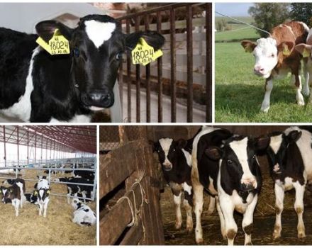 Breeding technology of replacement young cattle and keeping rules