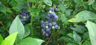 Описание и характеристики на боровинките Denis Blue, засаждане и грижи