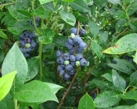 Descripció i característiques dels nabius blaus Denis, plantació i cura