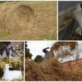 Koľko sena potrebuje koza na zimu, výpočet sadzby za deň a rok, pravidlá skladovania