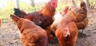 Περιγραφή και χαρακτηριστικά της φυλής των κοτόπουλων Shaver Brown, συνθήκες κράτησης