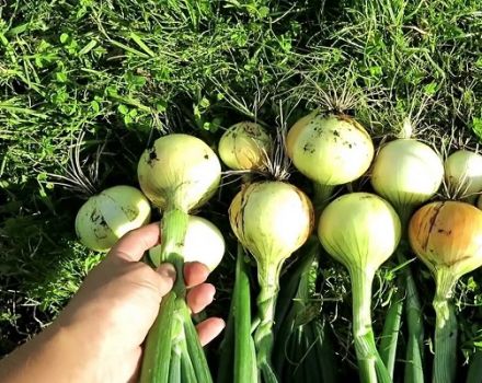 كيفية الاعتناء بالبصل بشكل صحيح في فصل الصيف الممطر ومتى يتم حفره