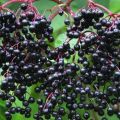 Medicinal properties and contraindications of black elderberry fruits