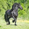Description and characteristics of Friesian horses, rules of care and how much it costs