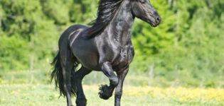 Опис и карактеристике фризијских коња, правила неге и колико то кошта