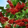 Viburnum varieties and descriptions of varieties, growing regions