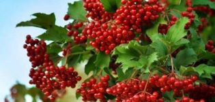 Viburnum-Sorten und Sortenbeschreibungen, Anbaugebiete