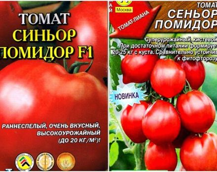 Caracteristici și descriere a soiului de roșii Signor tomate