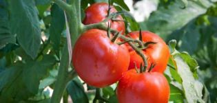 Beskrivning av Samurai-tomatsorten, funktioner för odling och vård