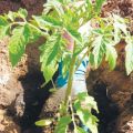 Wie und wann man zu Hause Tomaten für Setzlinge pflanzt