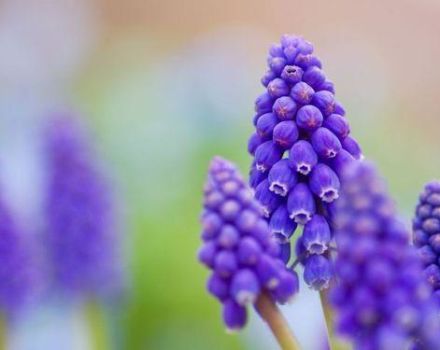 20 bästa typer av fleråriga blommor för sommarstugor: underhållsfri, stor och långblommande