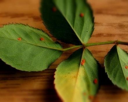 Cách xử lý hoa hồng khỏi bệnh rỉ sắt, biện pháp dân gian và hóa chất