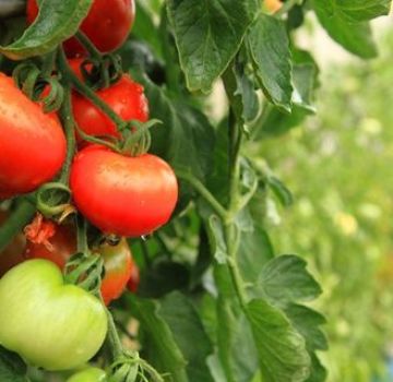 Beskrivelse og karakteristika for tomatsorten Peremoga