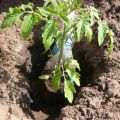 Quando haverá dias de plantio favoráveis ​​para o tomate em março de 2020