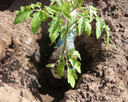 Wann wird es im März 2020 günstige Pflanztage für Tomaten geben?