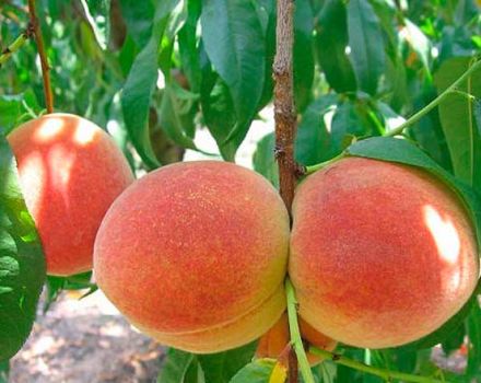 Como cuidar dos pêssegos no verão, outono e primavera durante o amadurecimento e a frutificação