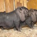 Das Gewicht eines vietnamesischen Schweins nach 6 Monaten und Faktoren, die die Gewichtszunahme beeinflussen