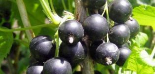 Características e descrição da variedade de groselha Dachnitsa, características de plantio e cuidados