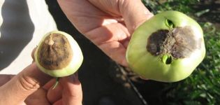 Causes et traitement de la pourriture grise sur les tomates