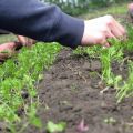 Како тањити шаргарепу на отвореном пољу у башти