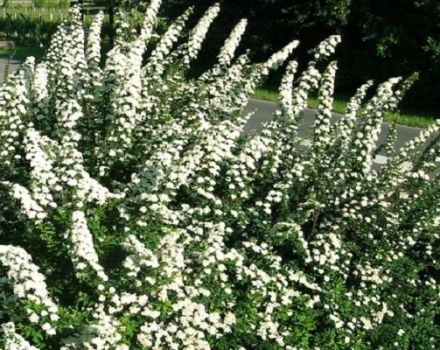 Beskrivelse og egenskaper ved Spirea Nippon Snowmound, planting og pleie