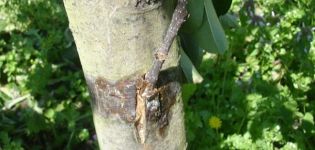 Worauf kann man einen säulenförmigen Apfelbaum pflanzen und wie macht man das richtig?