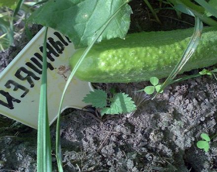 Описание на сорта Грациозна краставица, неговите характеристики и отглеждане