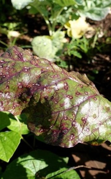 Ką daryti, jei burokėlių lapuose atsiranda rudų ar rudų dėmių, kaip gydyti