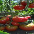 Карактеристике и опис сорте парадајза Андреевски изненађење