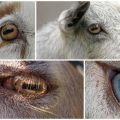 Die Struktur und Farben der Ziegenaugen, Merkmale der Pupillen und Krankheiten
