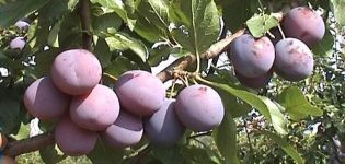 Beschreibung und Eigenschaften der frühen Pflaumensorte, des Anbaus und der Pflege von Zarechnaya