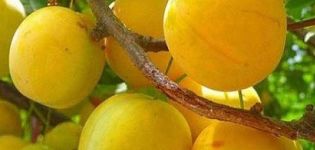 وصف صنف الكرز البرقوق Gek ، واختيار موقع الزراعة ، والزراعة والرعاية ، وأصناف الملقحات