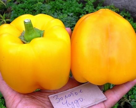 Beskrivelse av mangfoldet av pepper Golden Miracle, dets egenskaper og produktivitet