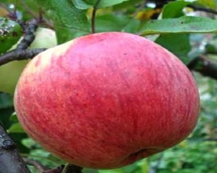 وصف صنف التفاح Celandine والخصائص والإنتاجية والفوائد