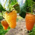 Opis powtarzającej się odmiany maliny Orange Miracle, sadzenie i pielęgnacja