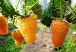 Mô tả giống Mâm xôi không hạt Orange Miracle, cách trồng và chăm sóc