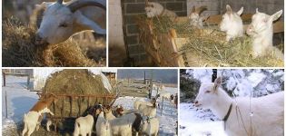 Jak karmić kozę zimą oprócz siana, stosując dietę w domu