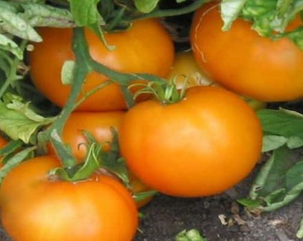 Eigenschaften und Beschreibung der Tomatensorte Orange, deren Ertrag