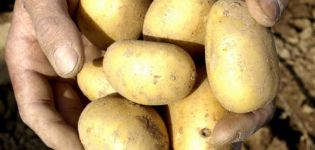 Opis odmiany ziemniaka Uladar, cechy uprawy i pielęgnacji