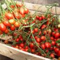 Описание и характеристики на сорта домати Geranium Kiss, неговият добив